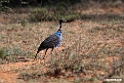 Vulturine Guineafowl.201023jan_3742