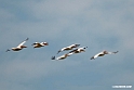 White Pelican.201017jan_2810