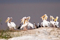 White-Pelican.201017jan_2965