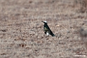 White-crowned Starling.201021jan_3103