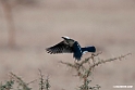 White.crowned Starling.201021jan_3106