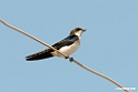 Wite-tailed Swallow.201015jan_2640