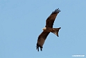 Yellow-billed Kite.201012jan_2091