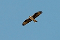 Høgeørn.20140210_5075