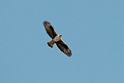 Høgeørn.20140210_5078