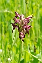 Orchid.20140422_5578