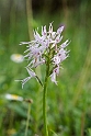 Orchis italica.20140422_5592