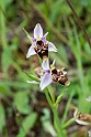 Orphrys scolopax.20140422_5587