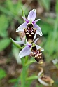 Orphrys scolopax20140422_5580