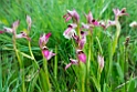 Serapia lingua.20140422_5594