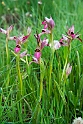 Serapia lingua.20140422_5601
