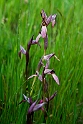 Serapia lingua.20140422_5604