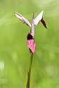 Serapias lingua.20140422_5575