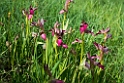 Serapias lingua.20140422_5610