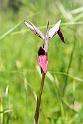 Serapias lingua20140422_5577