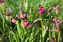 Serapis lingua.20140422_5612