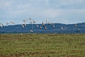 Stortrapper.20140210_5135