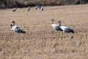 Traner.20140210_5085