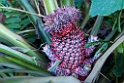 Ananas.201125nov_3278
