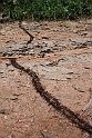 Ants.201103dec_3410