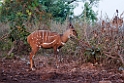 Bushbuck.201130nov_3088