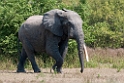 Mole Elefant.201128nov_3181