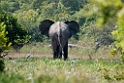Mole Elefant.201128nov_3206