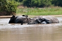 Mole Elefant.201128nov_3229