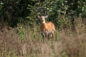 Mole Kob.201128nov_3193