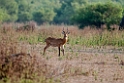 Mole Kob.201129nov_3100