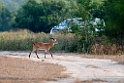 Mole Kob.201129nov_3106