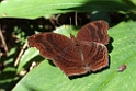 Sommerfugl.201104dec_3383