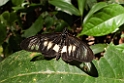 Sommerfugl.201104dec_3398