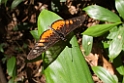 Sommerfugl.201104dec_3400