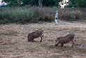 Warthog og Marianne.201130nov_3078