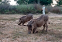 Warthog og Marianne.201130nov_3082