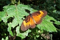 sommerfugl.201104dec_3388