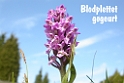 017DSCN2993
