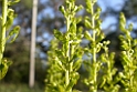 205DSCN3371