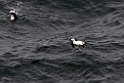 Albino Lomvie.20110621_8065