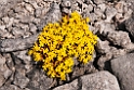 Blomst.20110620_7829