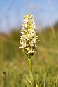 Gøgelilje sp.20110620_7650