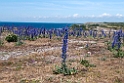 Hoburgen.20110620_7712