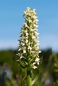 Hvidgul gøgeurt.20110620_7672