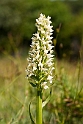 Hvidgul gøgeurt.20110620_7677