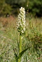 Hvidgul gøgeurt.20110620_7680