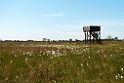 Muskmyr.20110620_7661