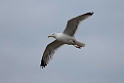 Sølvmåge.20110621_8144