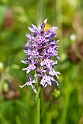 Skov-gøgeurt.20110620_7732