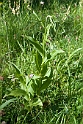 Skov-hullæbe.20110620_7735
